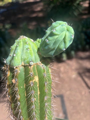 👑💎 Grecas — Butt Graft with 2 Pups