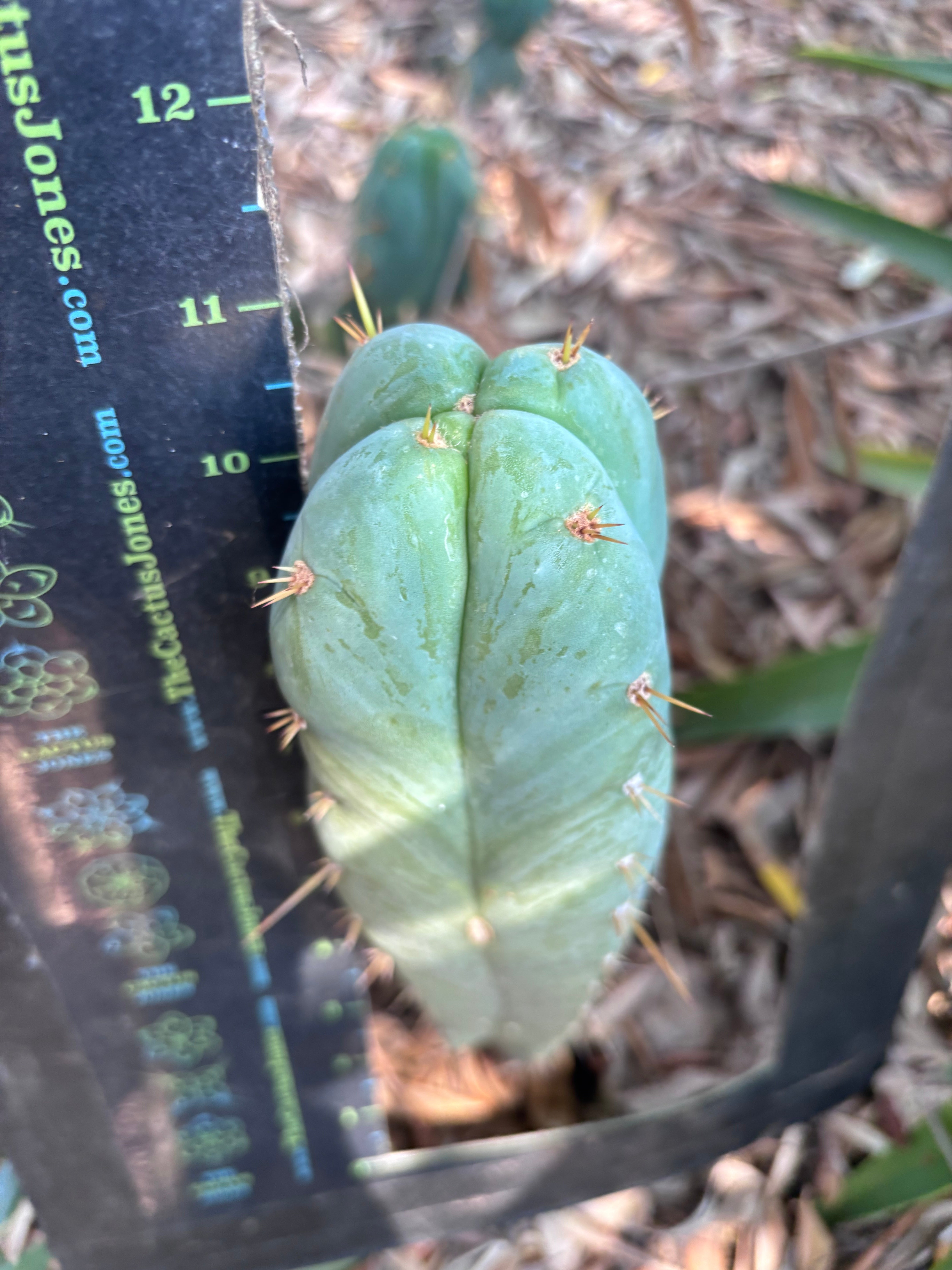 👑 Lotusland Huanu —  Irresistible FourWang 11” Pup