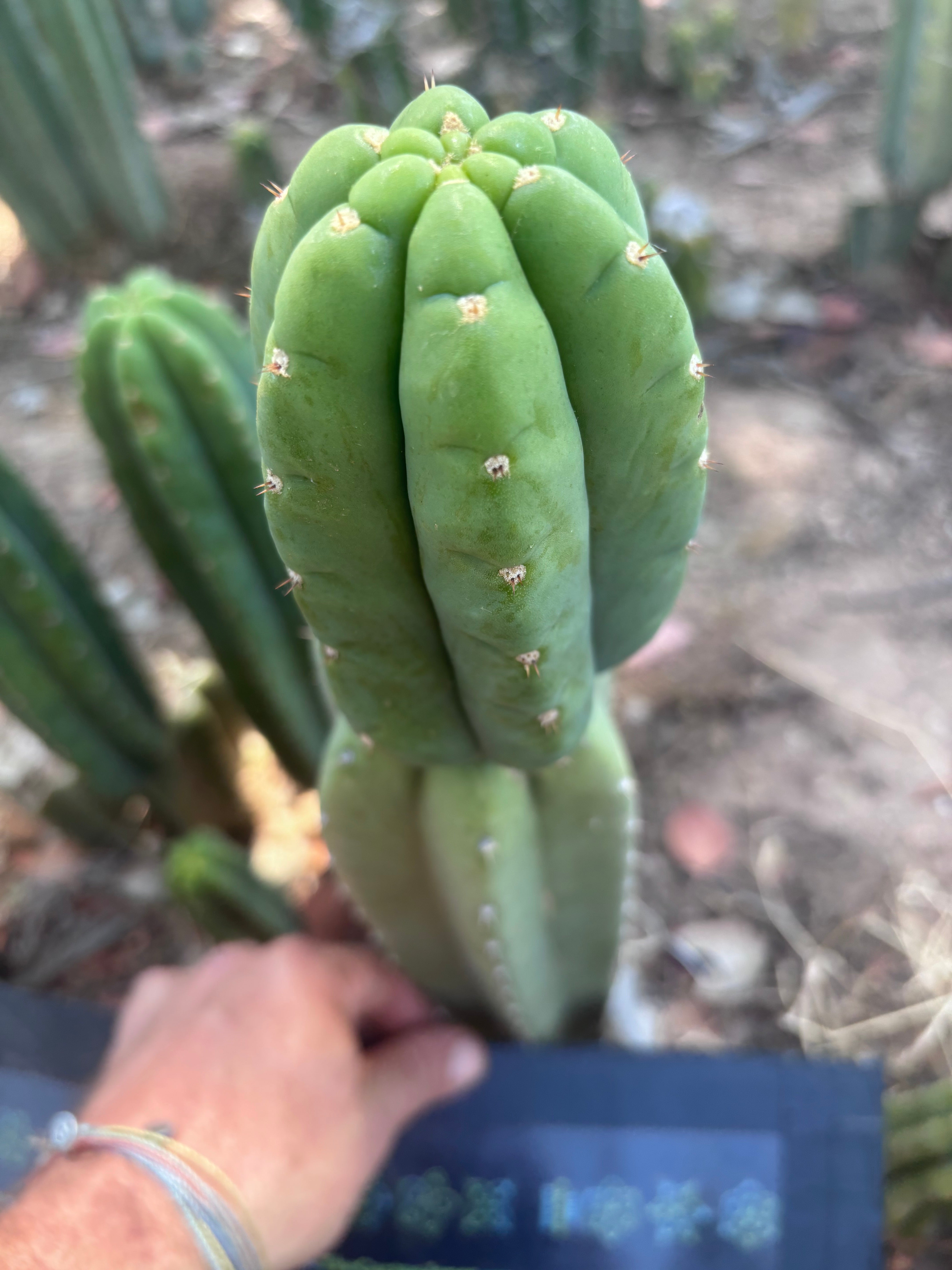 👑🌶️ DaFuq —  12” Tip