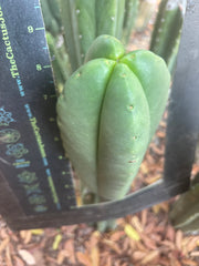 💎👑🌶️ Ferah — Plump FourWang 8” Tip