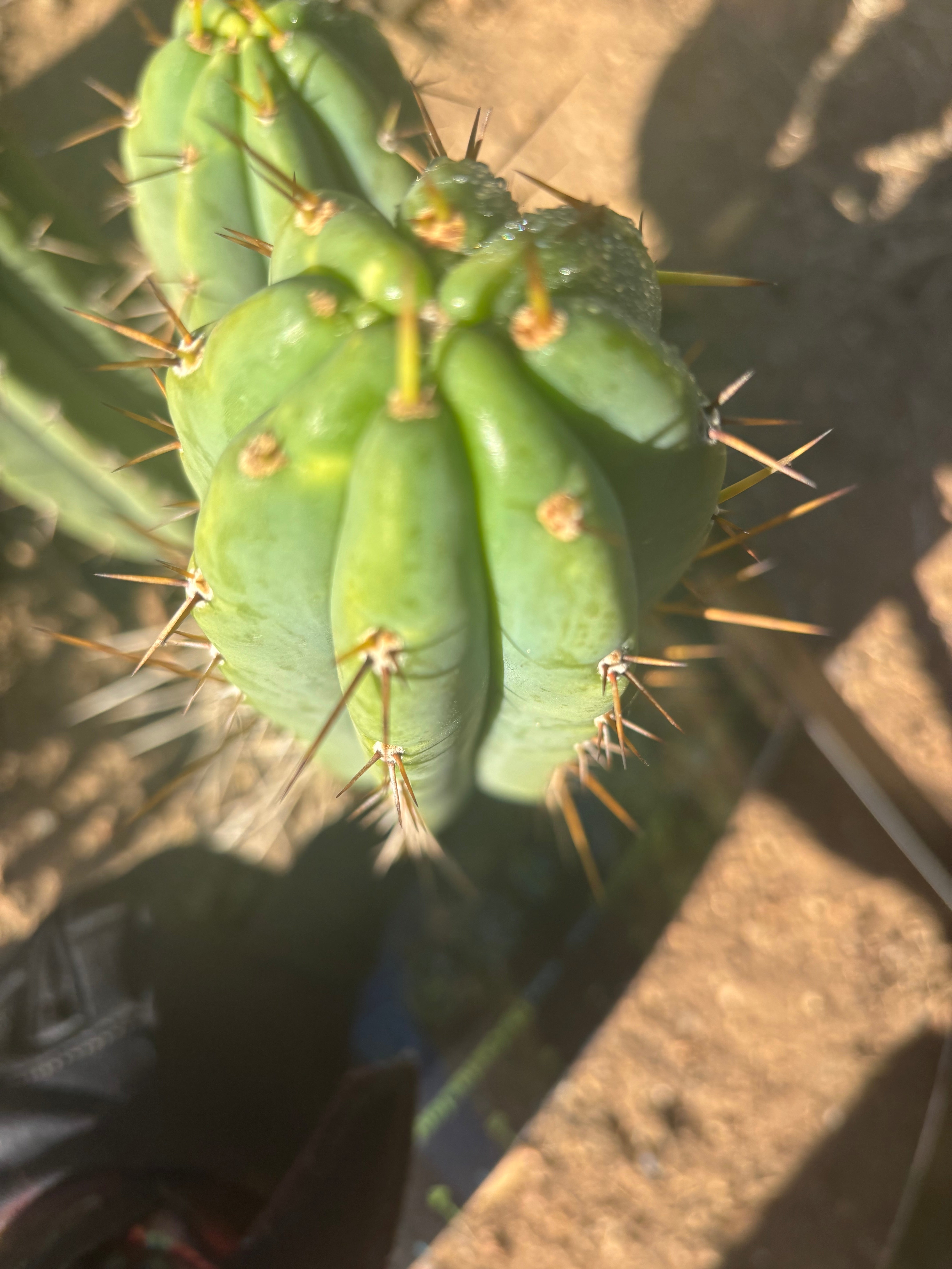 🌶️🌶️⚠️ E.R. — 10” Pup