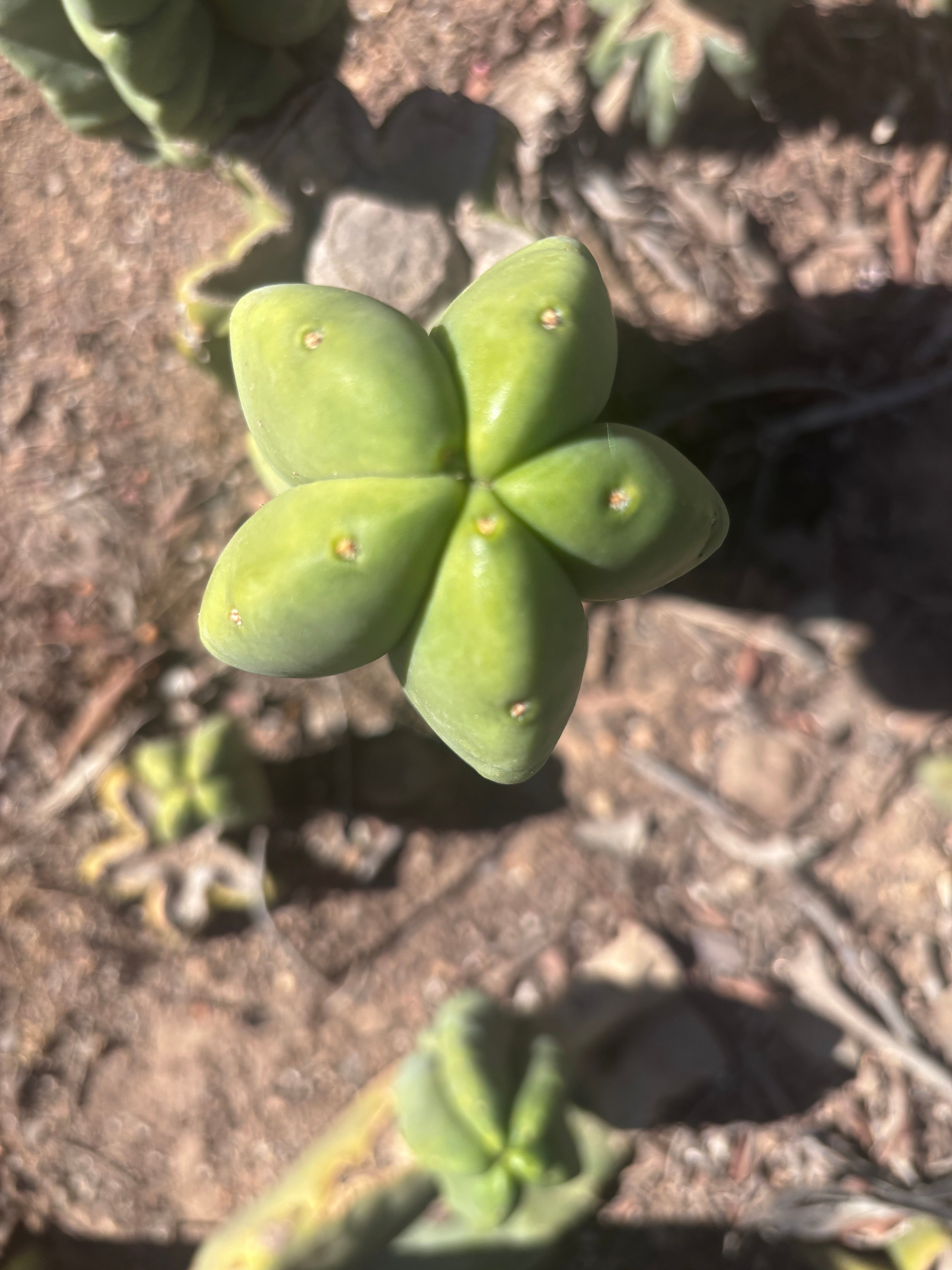 💎👑💎🌶️ Ferah — 6” Grenade