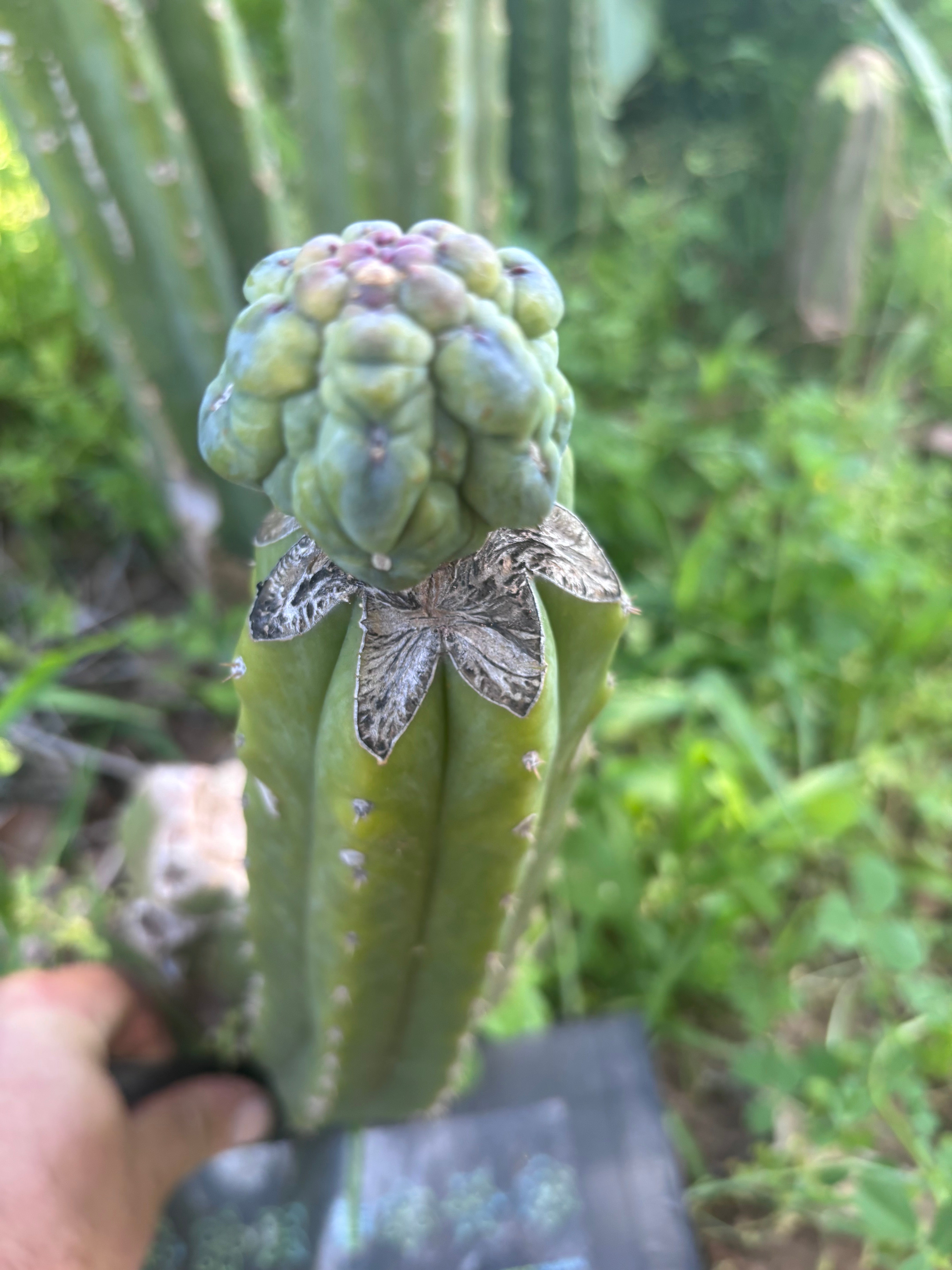 👑💎 And Again … Glorp Tip Graft