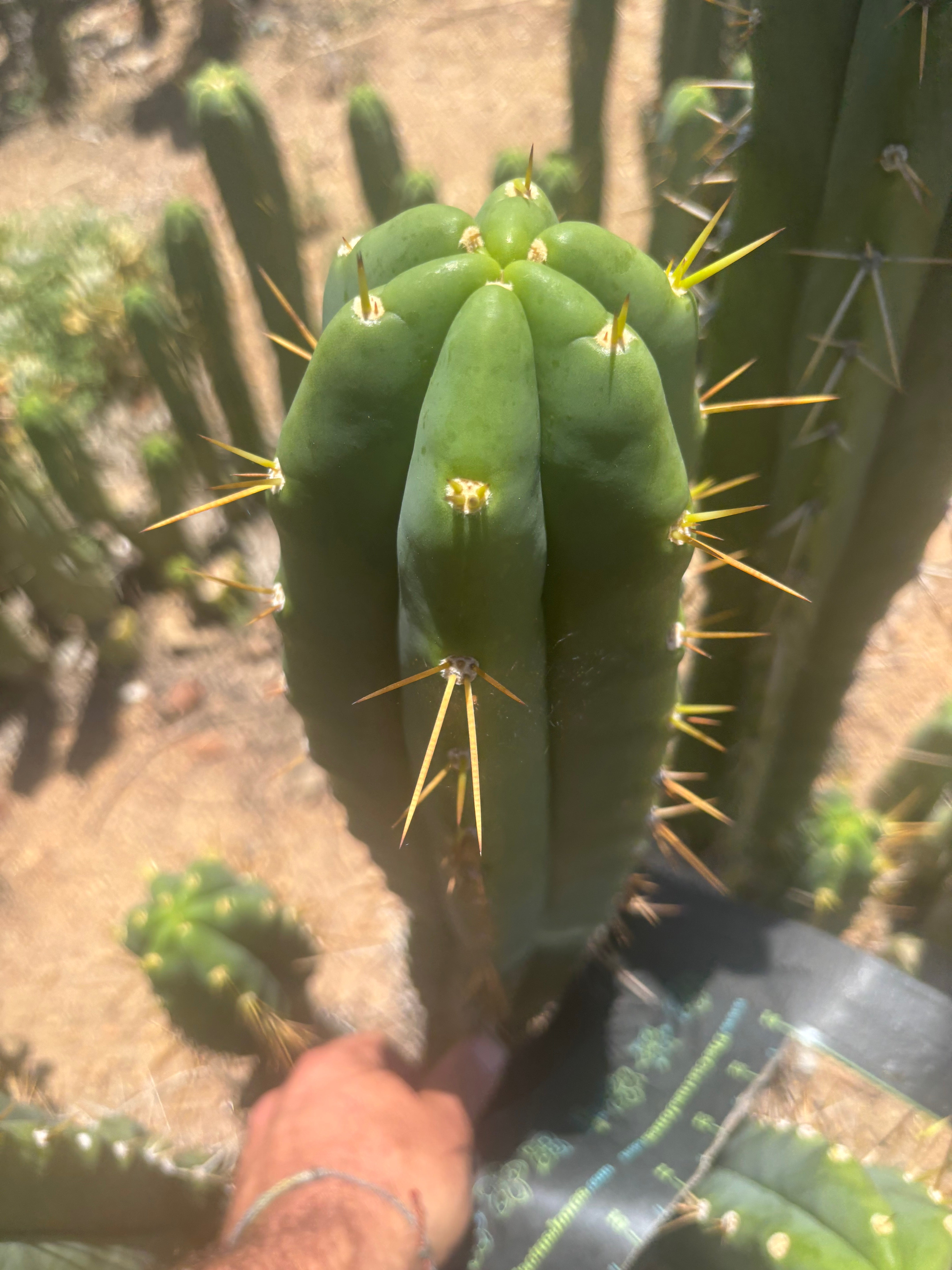 💎🌶️ Psycho0’ x SS01  — Massive 16” Tip