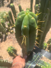 💎🌶️ Psycho0’ x SS01  — Massive 16” Tip