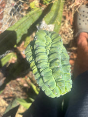 👑💎 Glorp — Another Fat XL Graft
