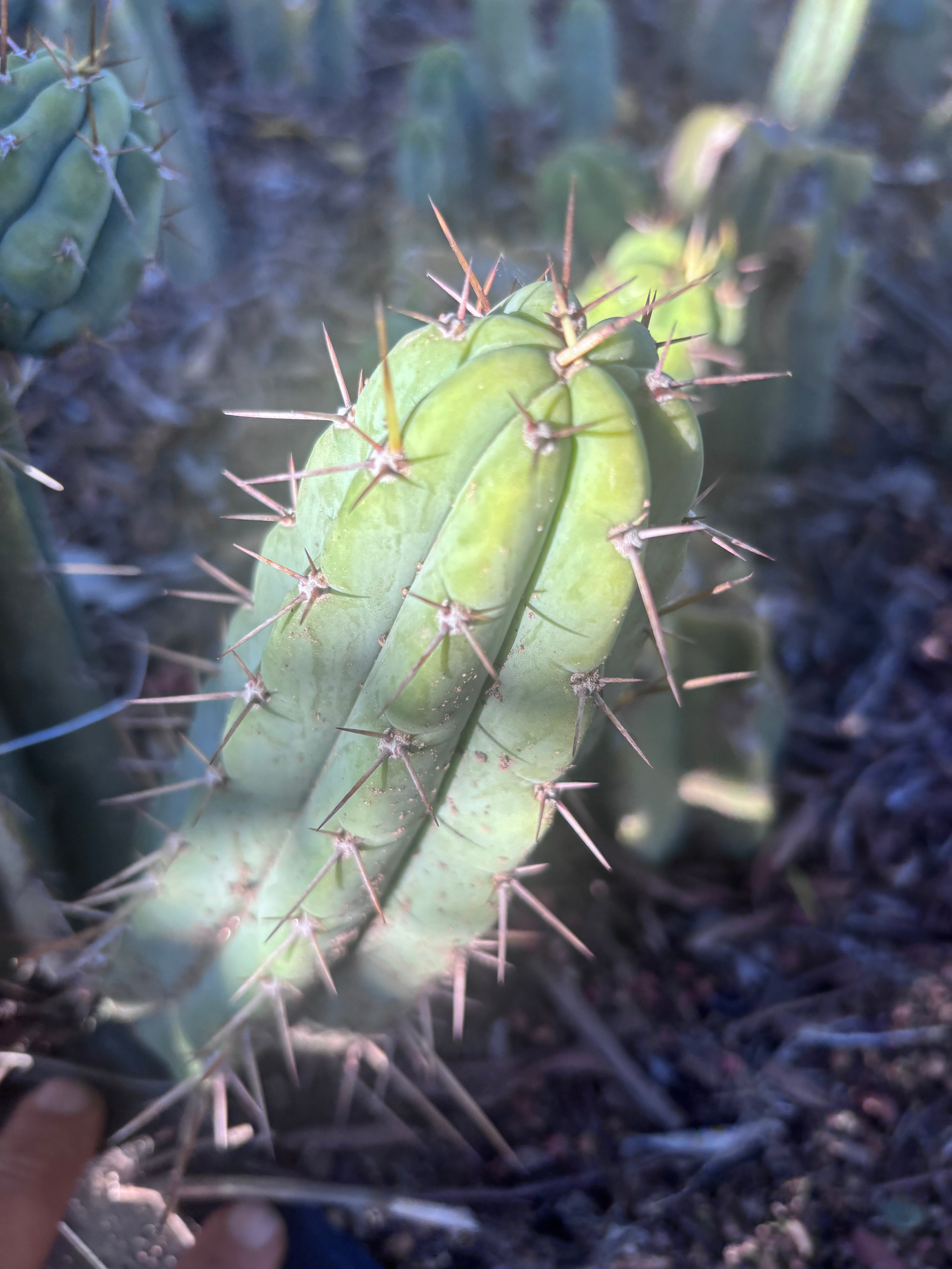 👑🌶️🌶️ Pala! — The Mid Week Pup