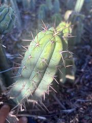 👑🌶️🌶️ Pala! — The Mid Week Pup