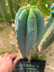 🌶️ 0102 — XL 14” Tip