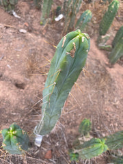👑🌶️ Kai — 15” Tip
