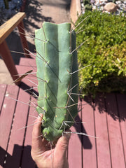👑🌶️🌶️ Eileen — Thick 10” Mid