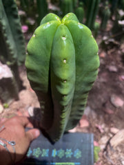 👑💎🌶️ Zulk — Fat 12” Pup
