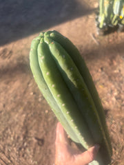 👑💎🌶️ Soozy — Massive Heavy 25” Tip