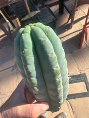 👑🌶️Jonesy02 — Fat 10” Melon Pup