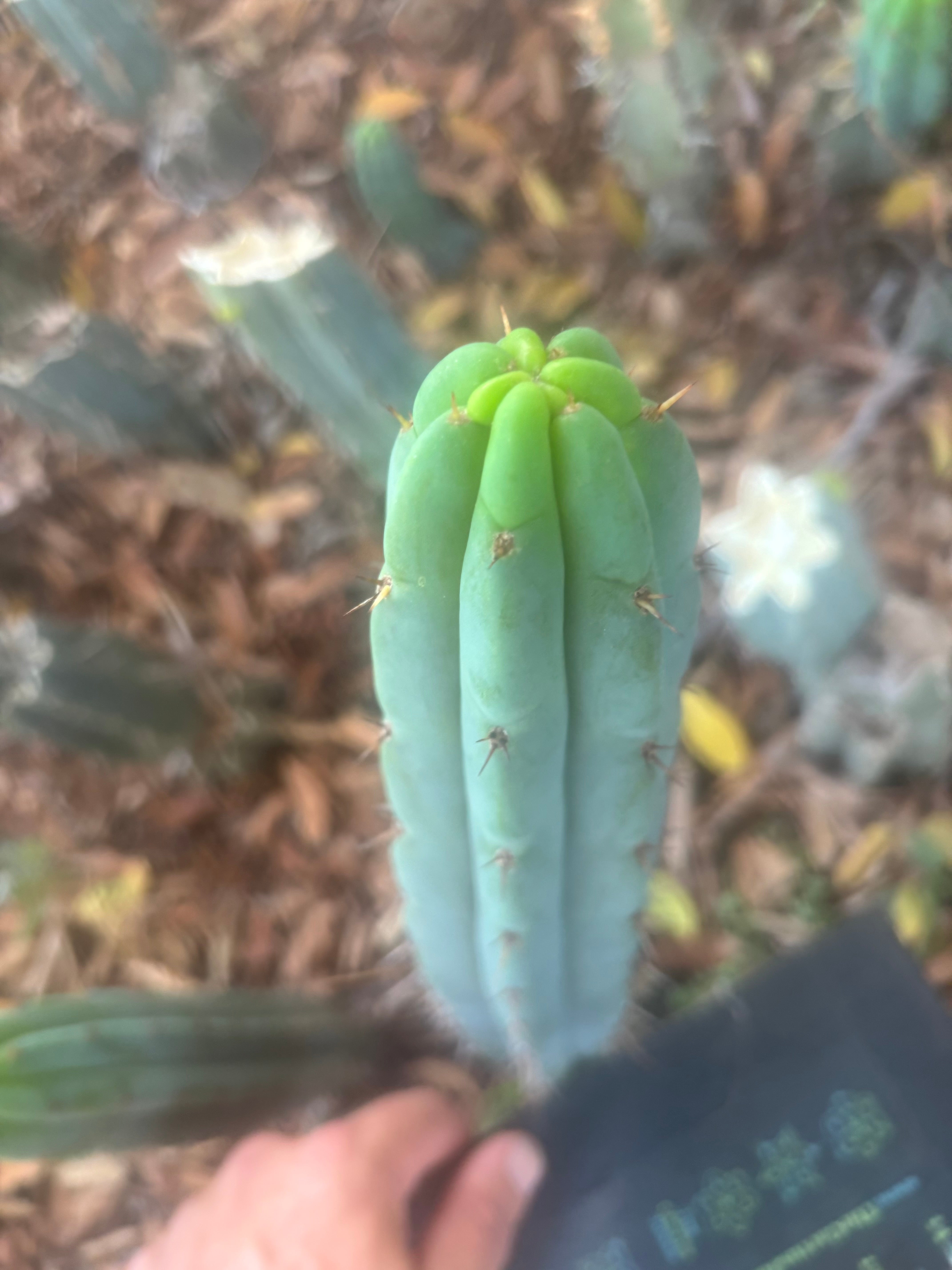 👑🌶️🌶️ Pala — 12” Tip