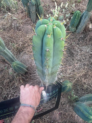 💎 SS Achuma x Colossus — XL 16” Pup