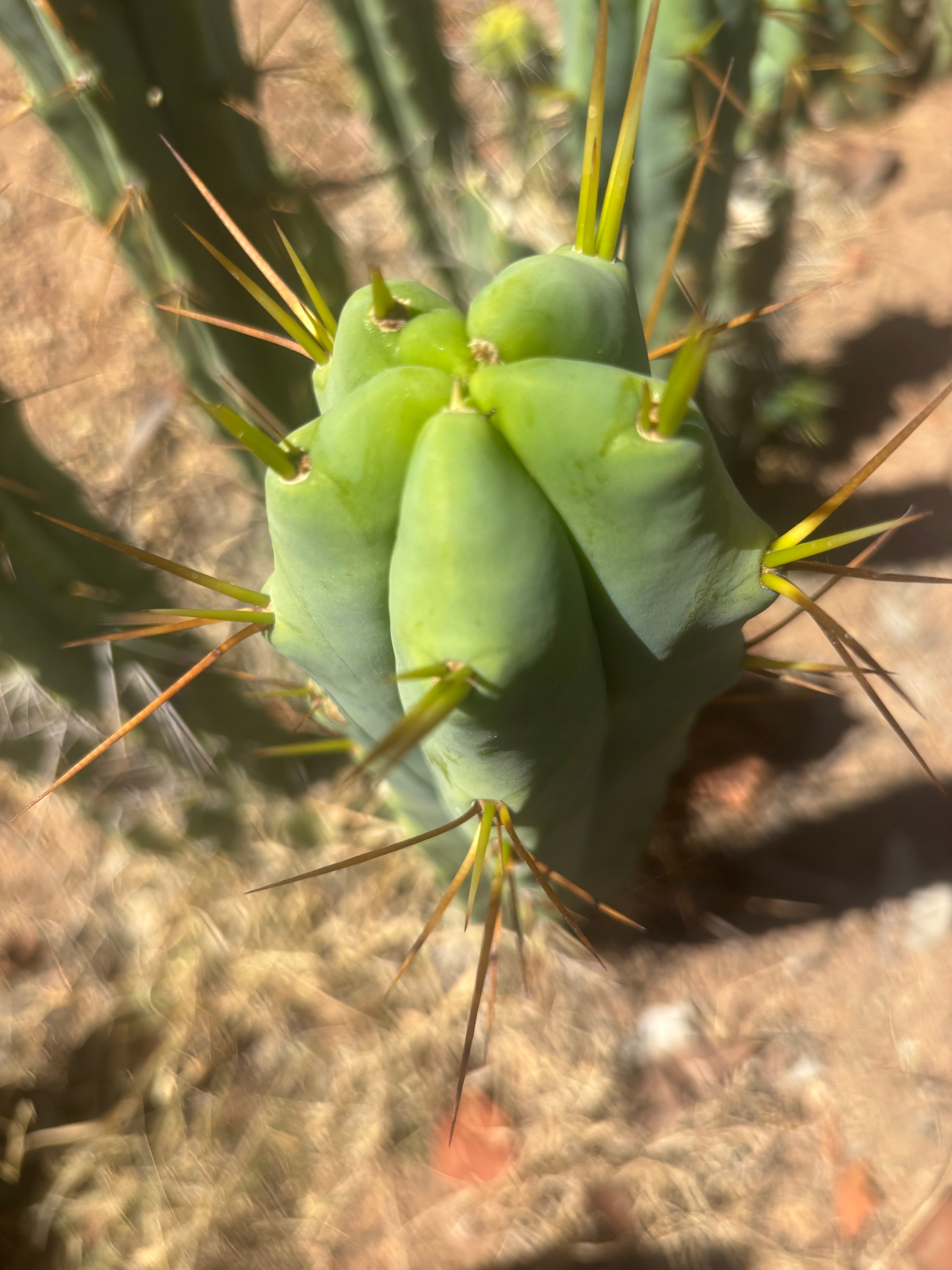 👑🌶️ Medicine Man — 14” Tip