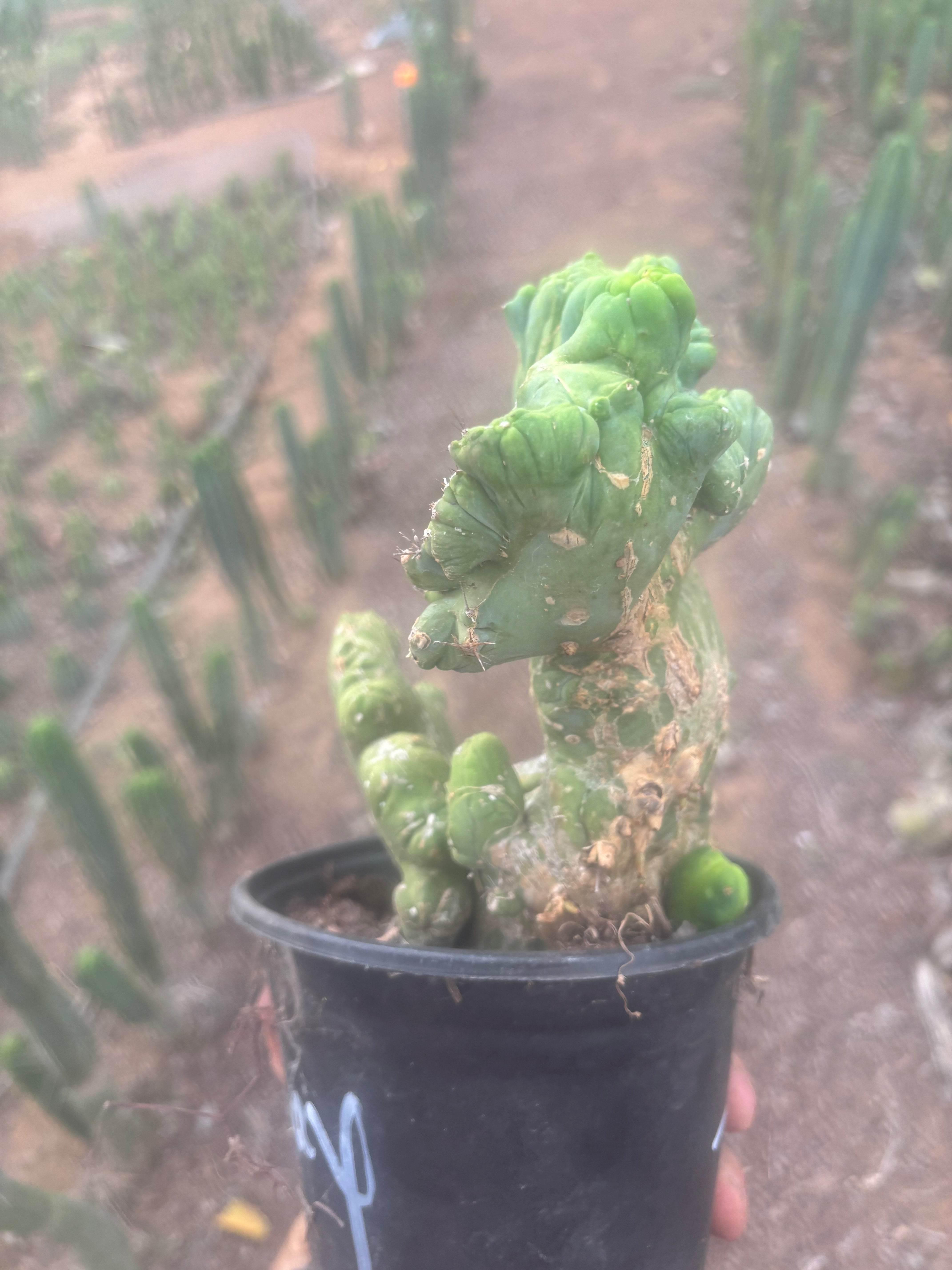 💎👑🌶️🌶️ TBMC — Large Rooted Specimen