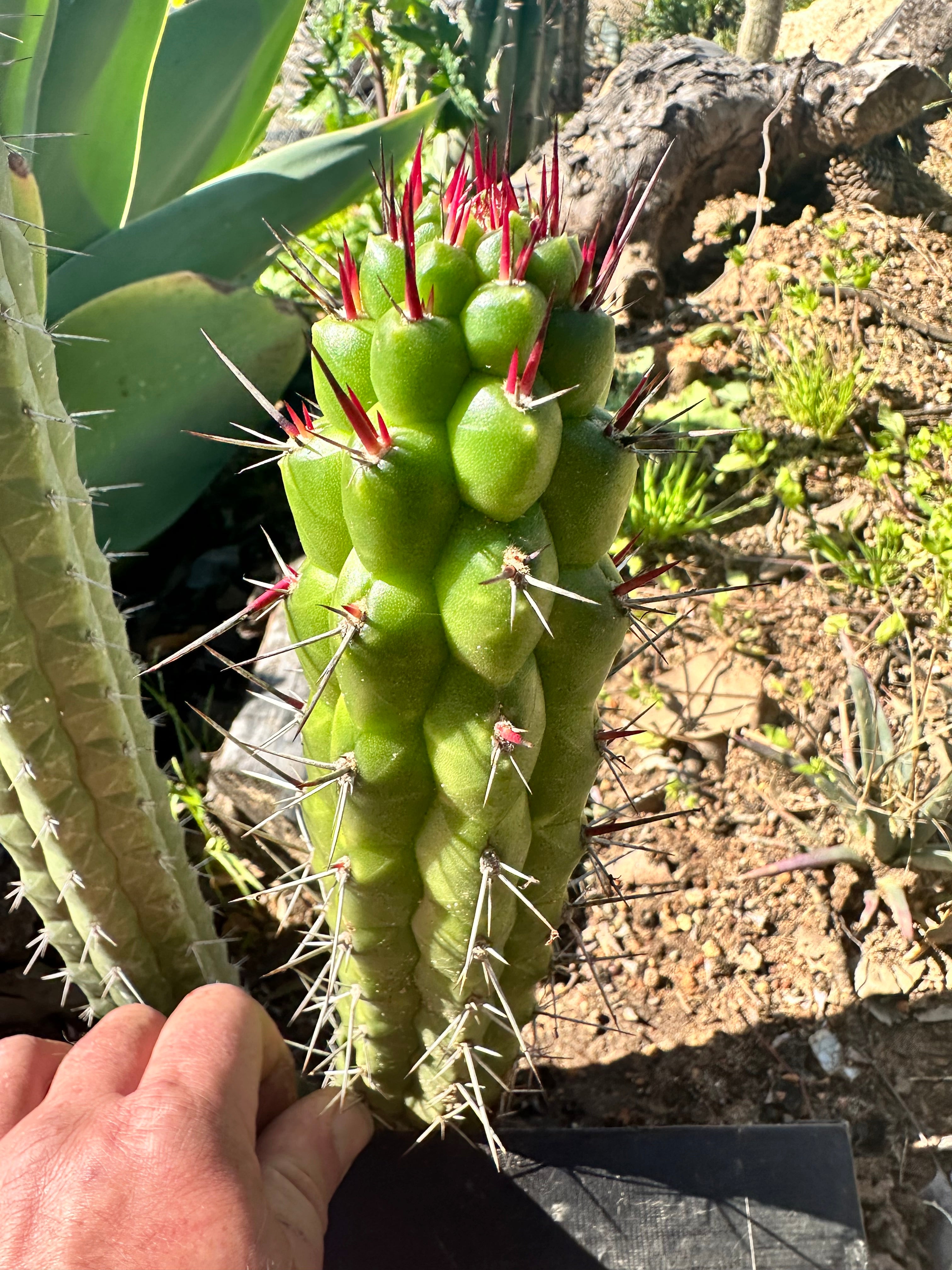 💎👑 Rauhocereus Riosaniensis — 8” Tip