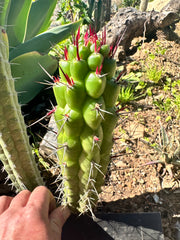 💎👑 Rauhocereus Riosaniensis — 8” Tip