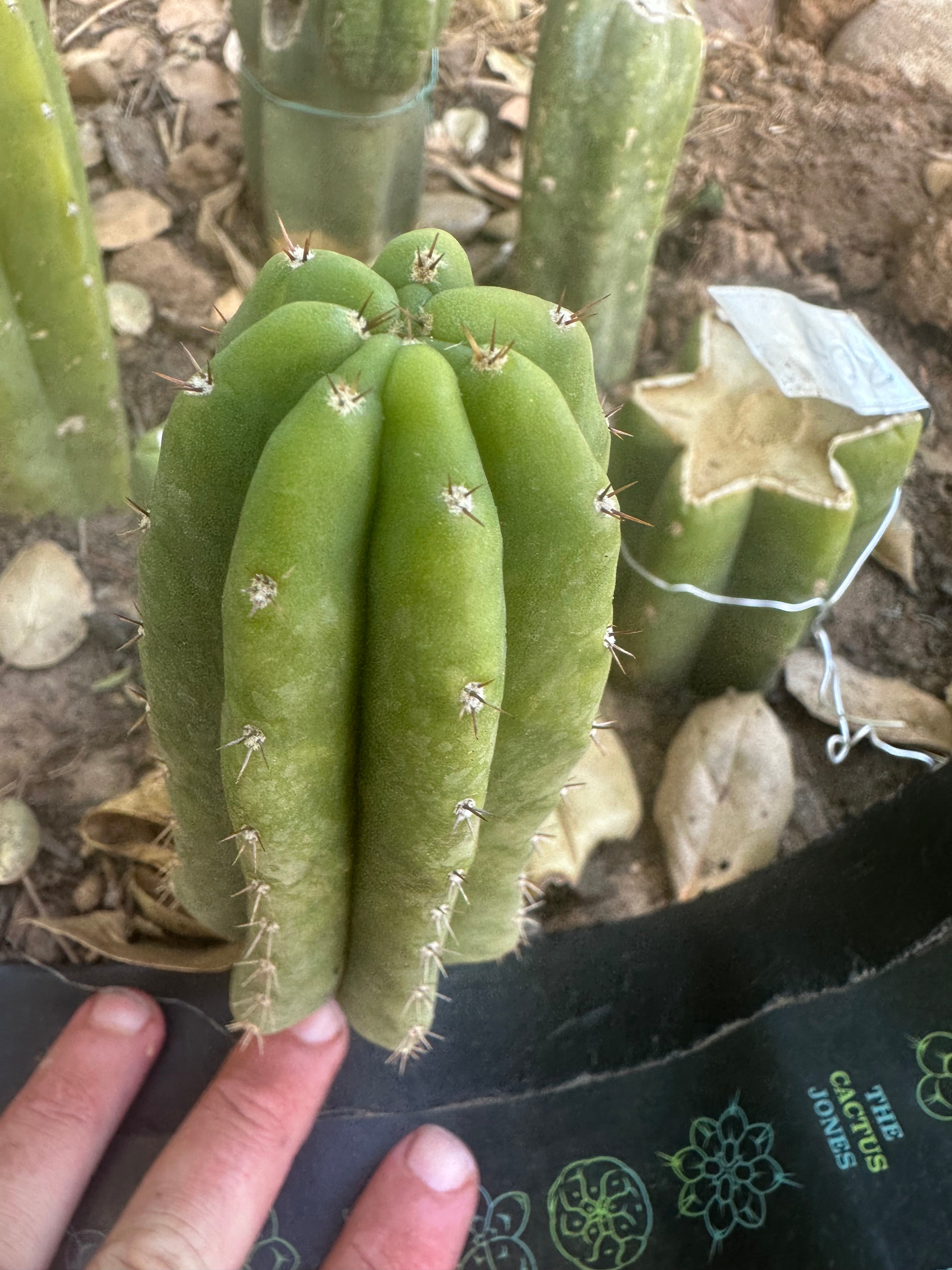 💎👑🌶️🌶️ KR04 — 6” Pup