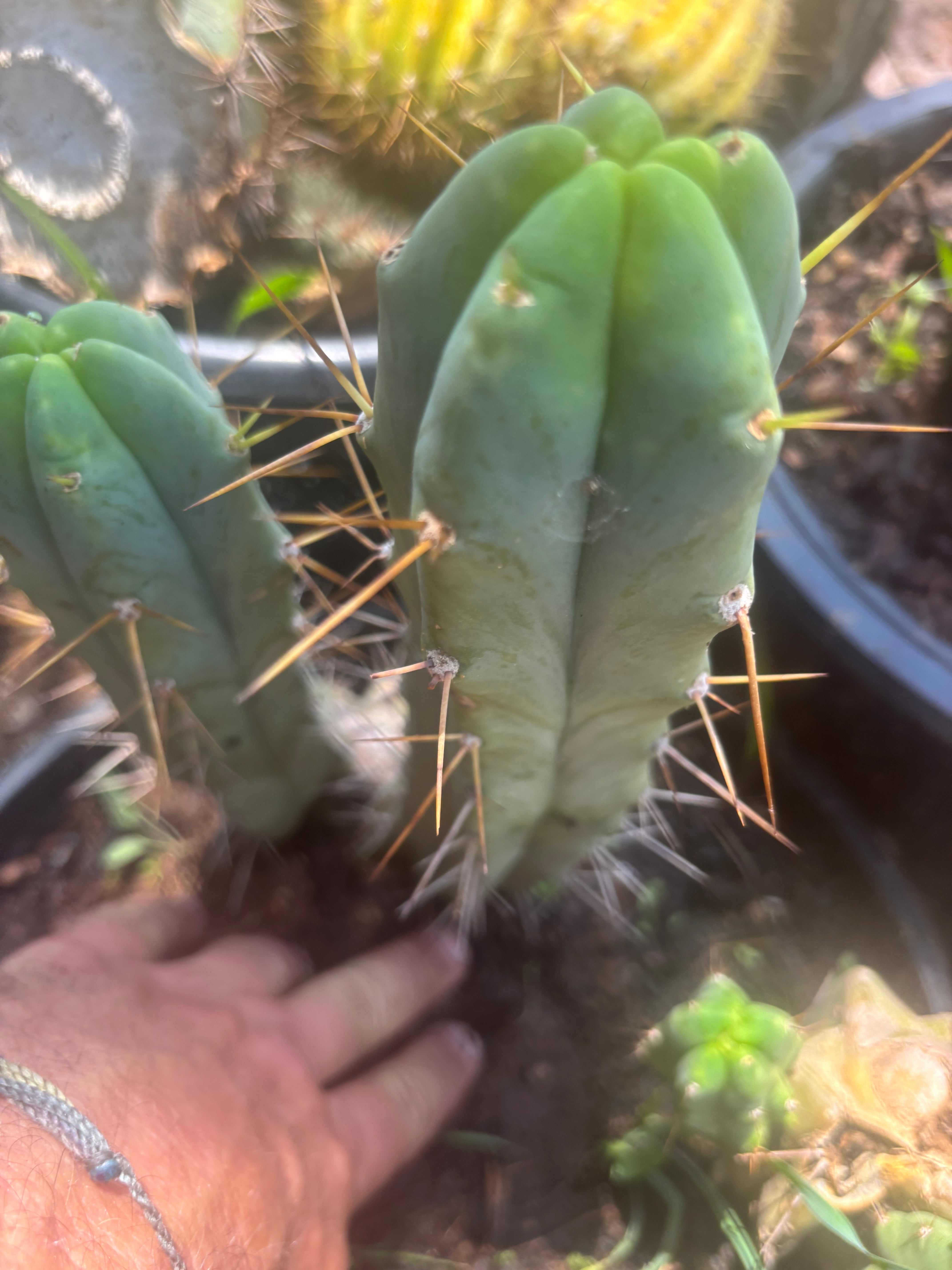 👑🌶️ Foolsbreath — 9” Pup