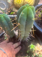 👑🌶️ Foolsbreath — 9” Pup