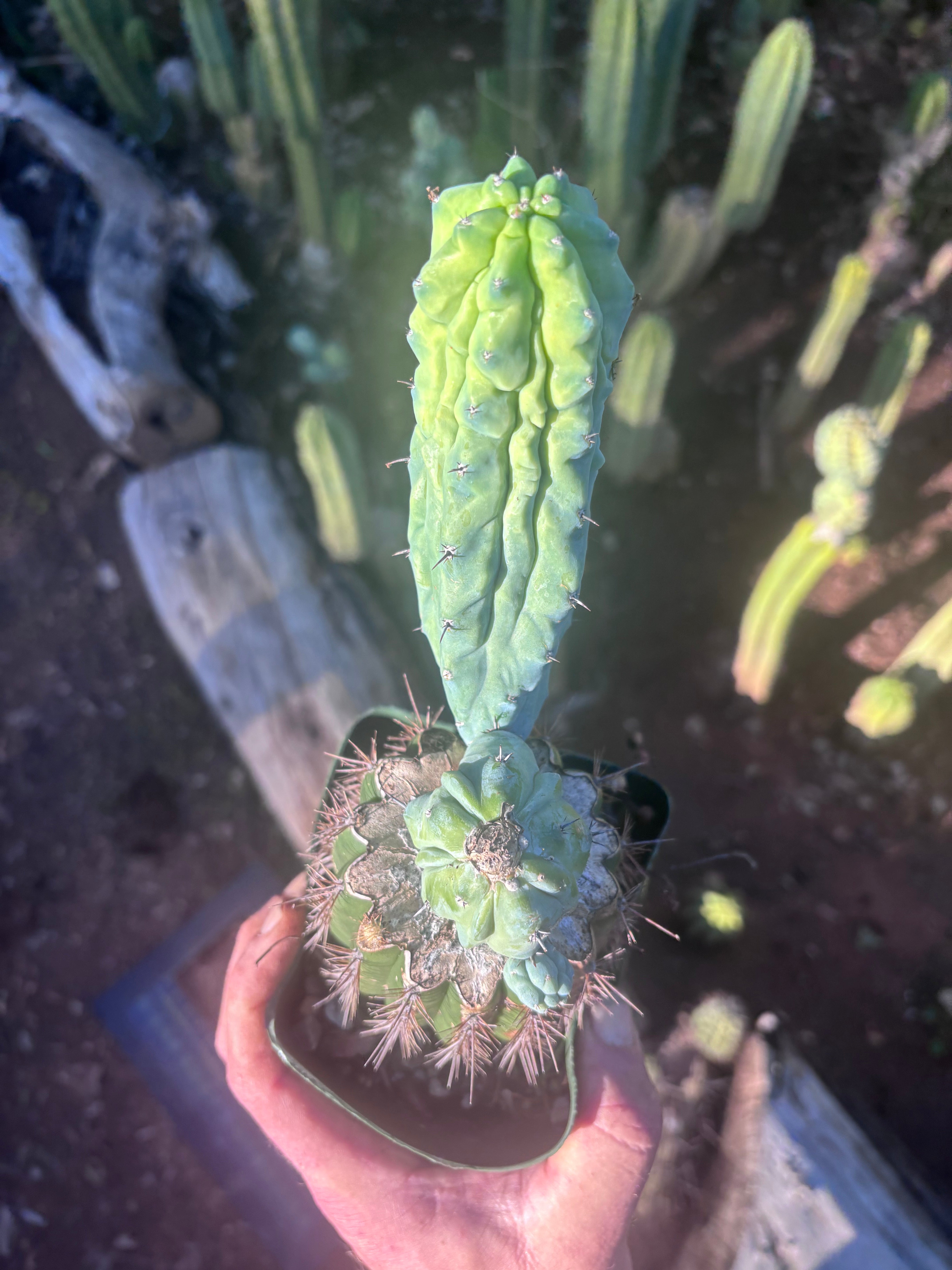 👑💎 Grecas — Rooted Graft with Pup