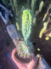 👑💎 Grecas — Rooted Graft with Pup