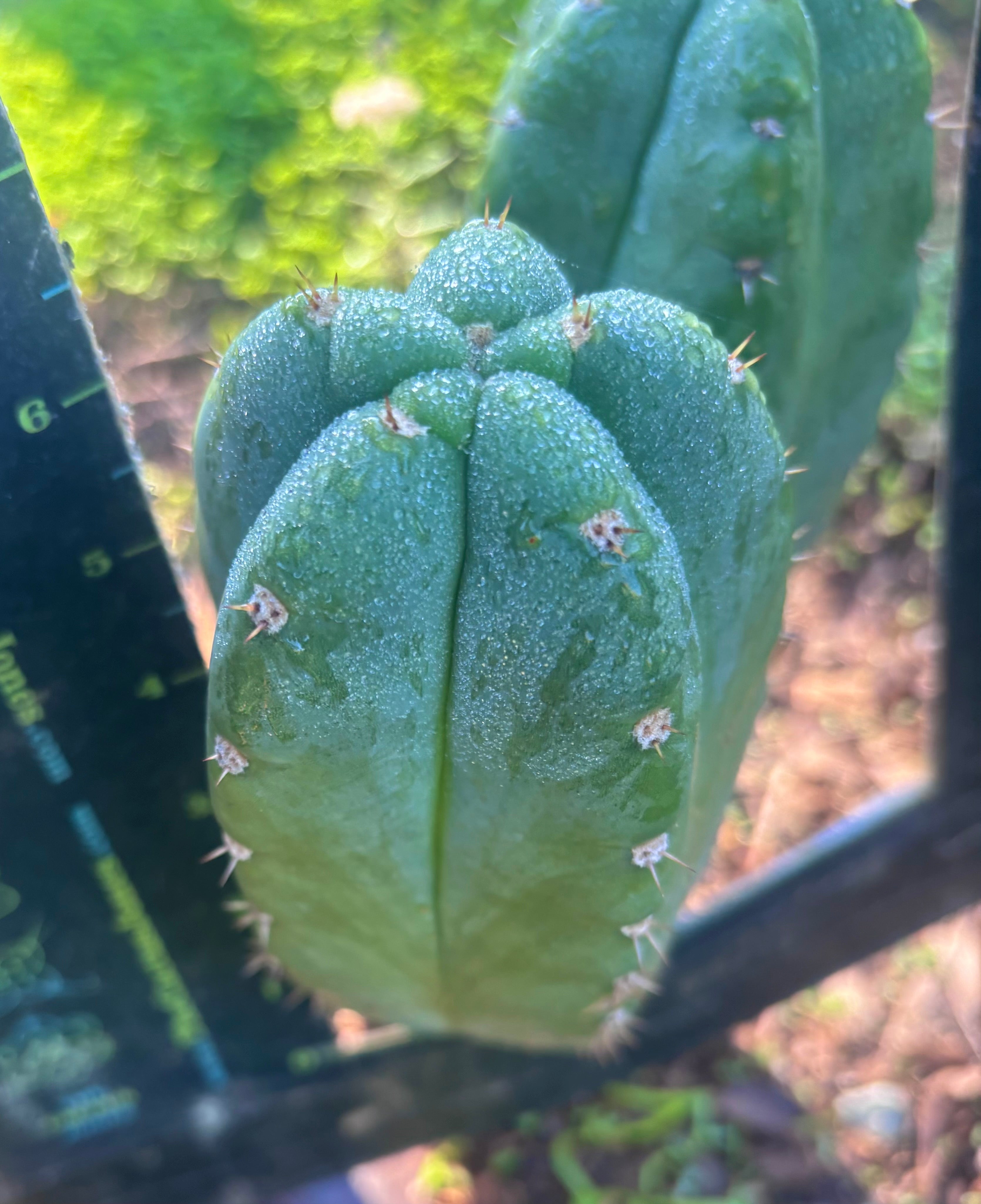 👑🌶️ Bob’s Colossus—  Chonky 6” Grenade