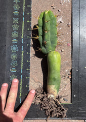 💎👑🌶️ TBQM  — Switch Specimen (Rooted)