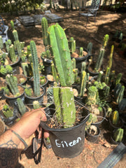 👑🌶️🌶️ Eileen — Rooted Mid with Pup