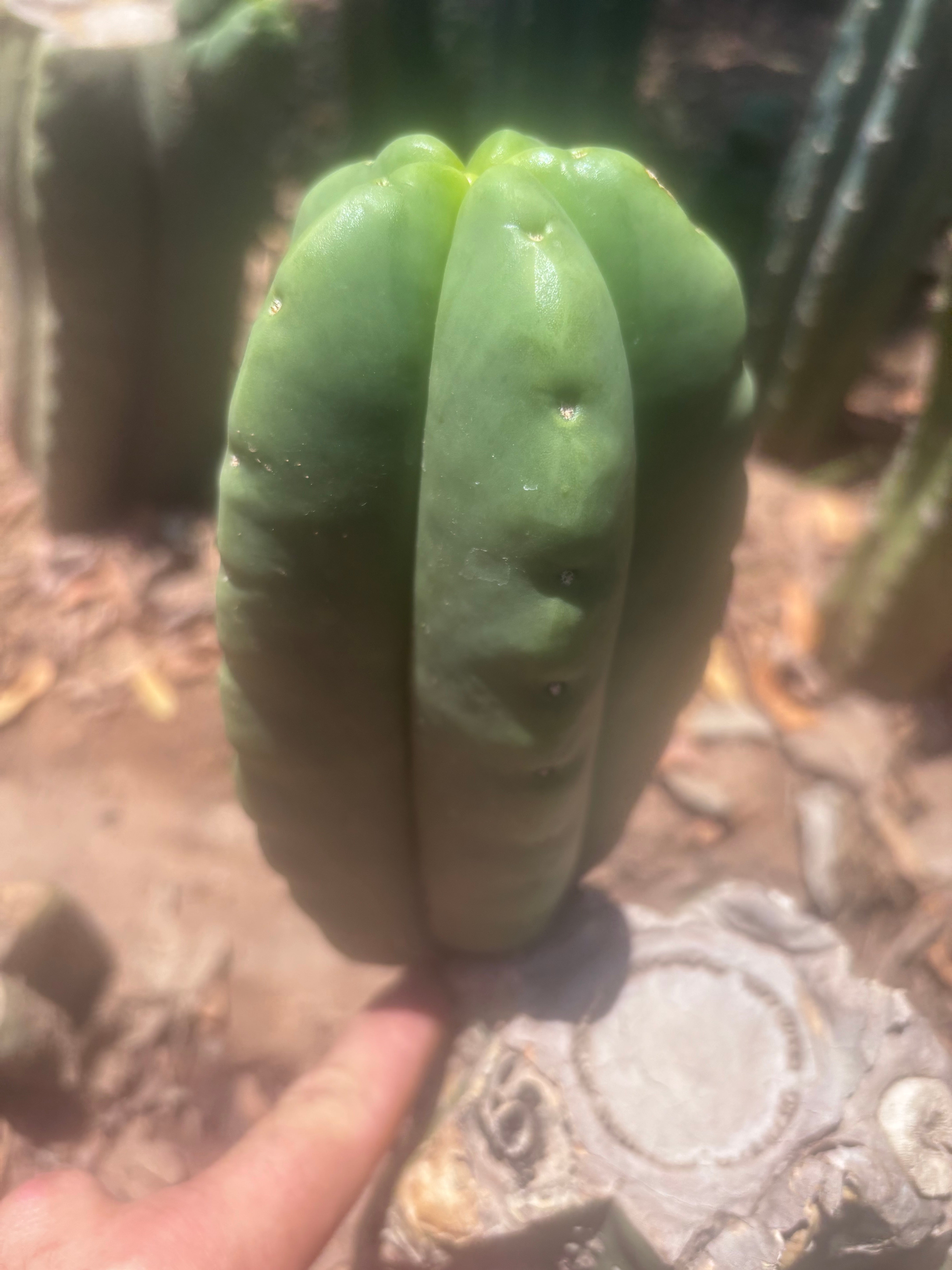 💎👑💎🌶️ Ferah — Fat 7.5” Pup