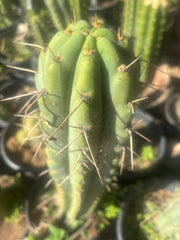 💎🌶️🌶️ NOM — Pup Graft On Rooted Shine01