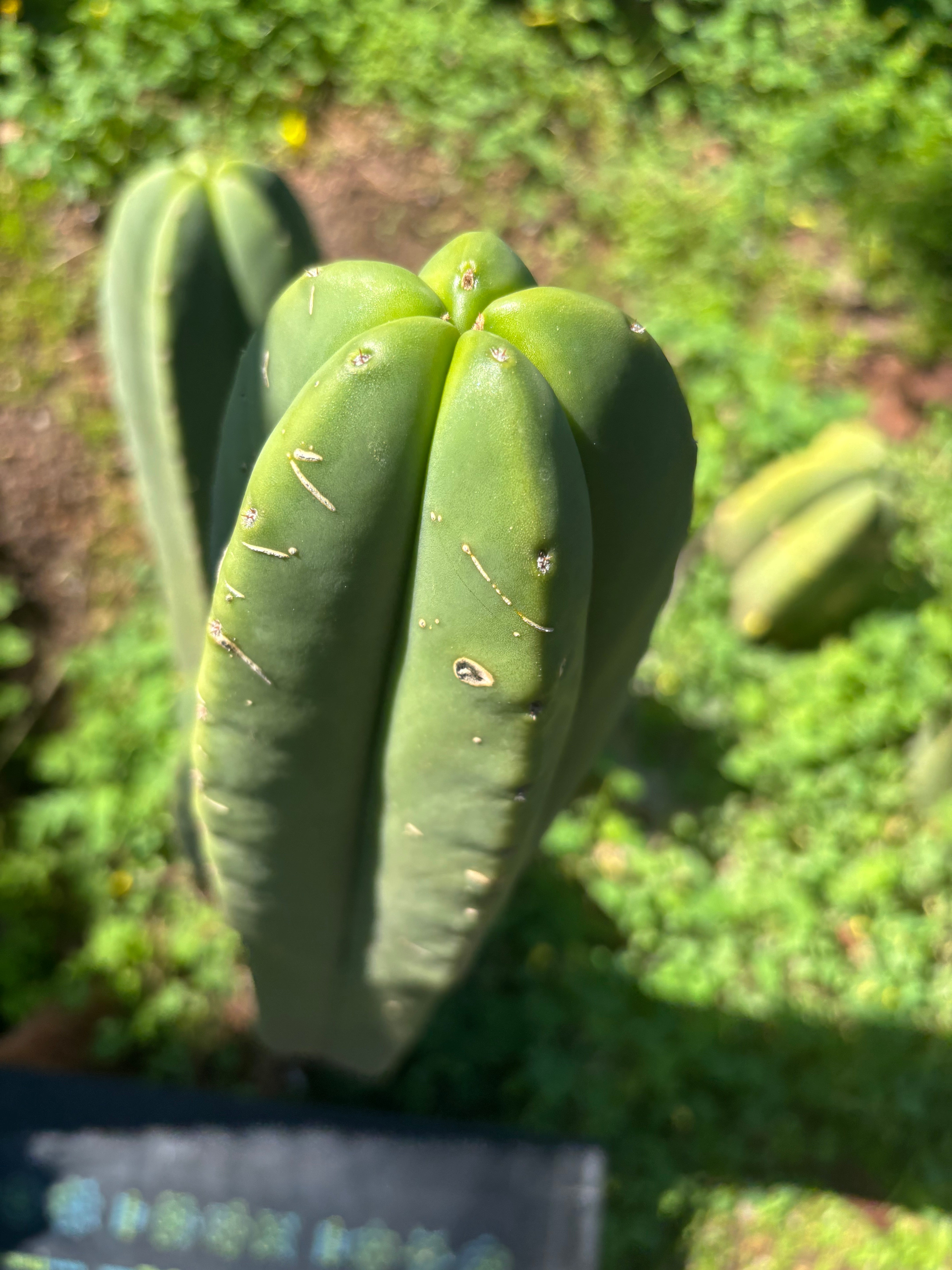 💎 Primo Aussie Scop  — 13” Tip