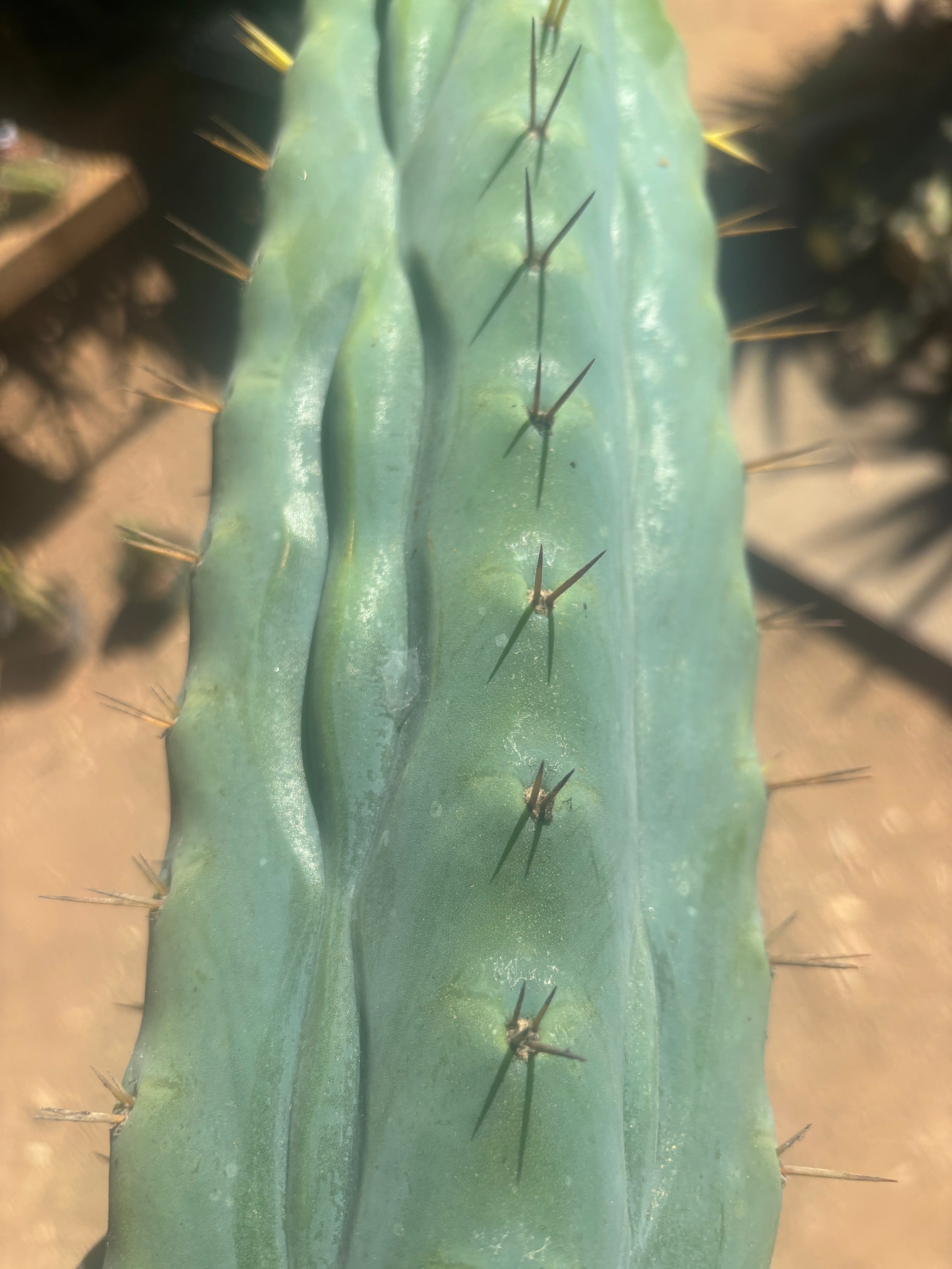 💎👑🌶️  Ashdod — XL 17” Magnum Tip