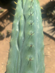 💎👑🌶️  Ashdod — XL 17” Magnum Tip