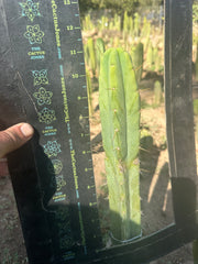 👑🌶️ Exotic Gardens — 10” Tip