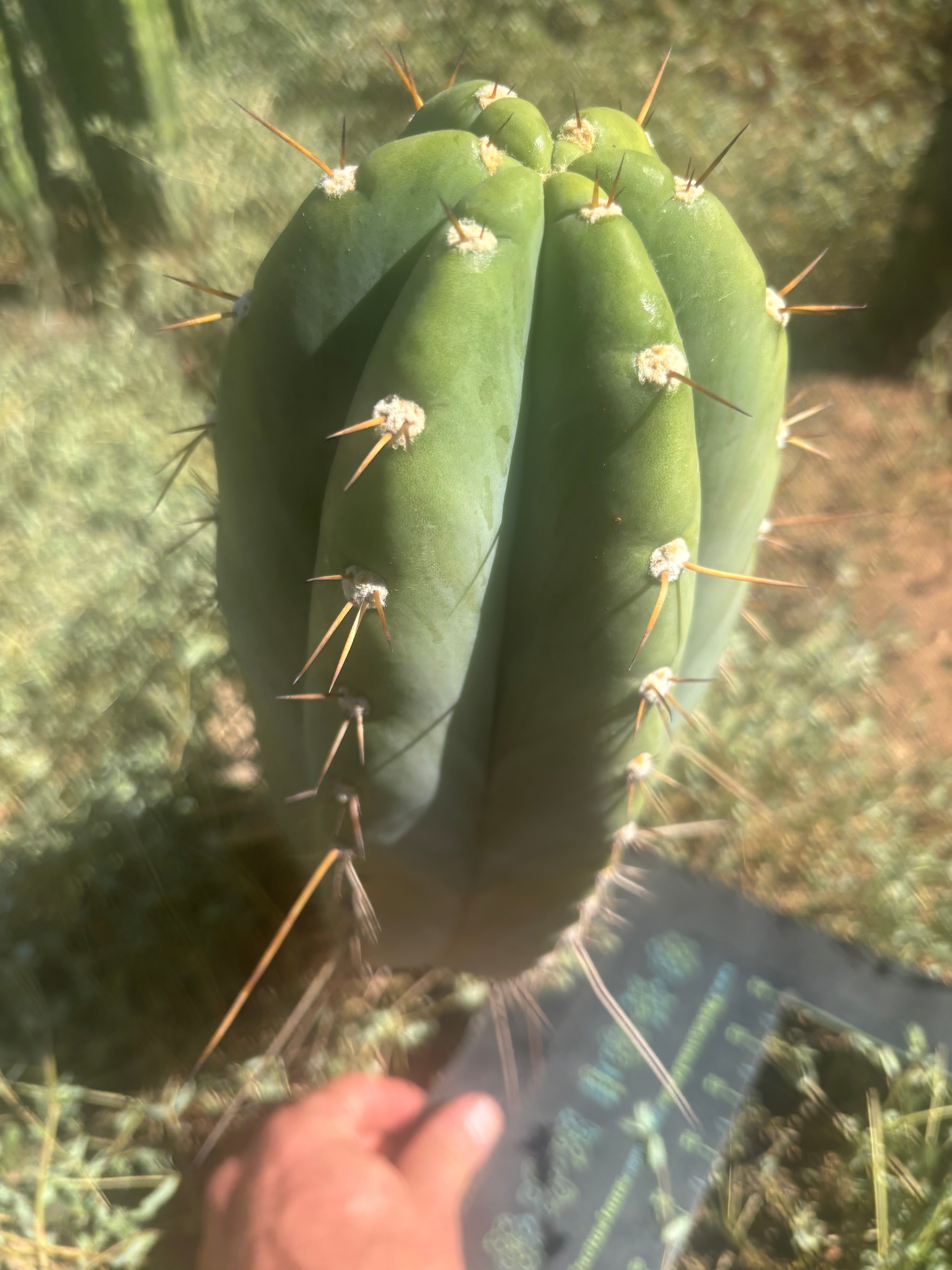💎👑🌶️ CGG Again — *FAT* 14” Melon