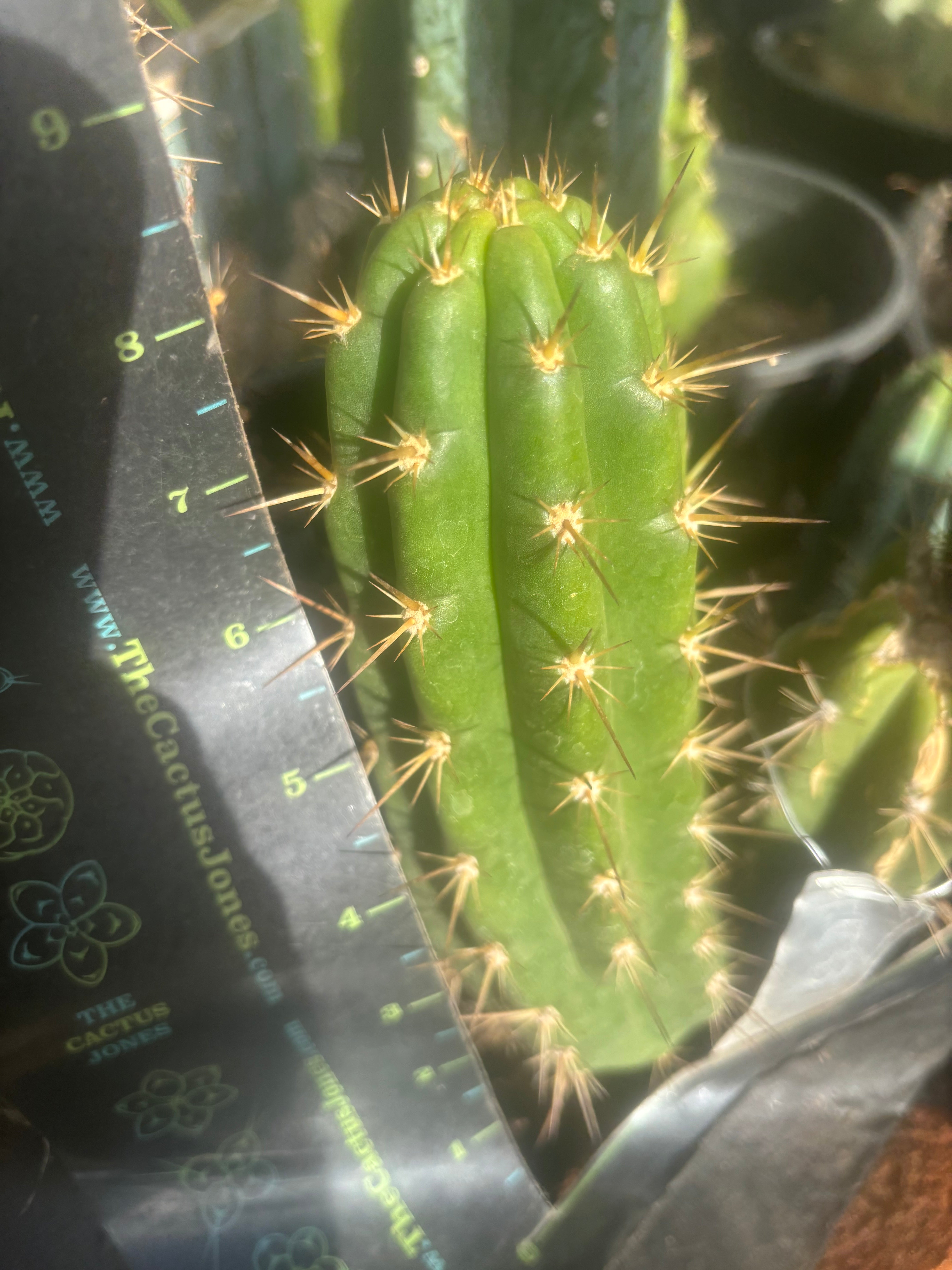 💎👑💎 Tulhuay — Rare Magenta Flower — 8.5” Pup