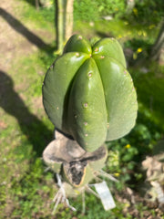 💎 Hulk x Zed MELON