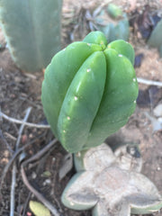 💎👑💎🌶️ Ferah! — 6” Grenade Pup