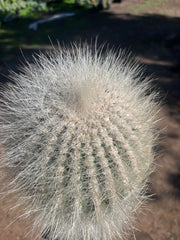 💎 T. Atacamensis — 11” x 8” Fur Melon (Last One)