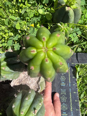 👑🌶️🌶️ Landfill — 9” Pup