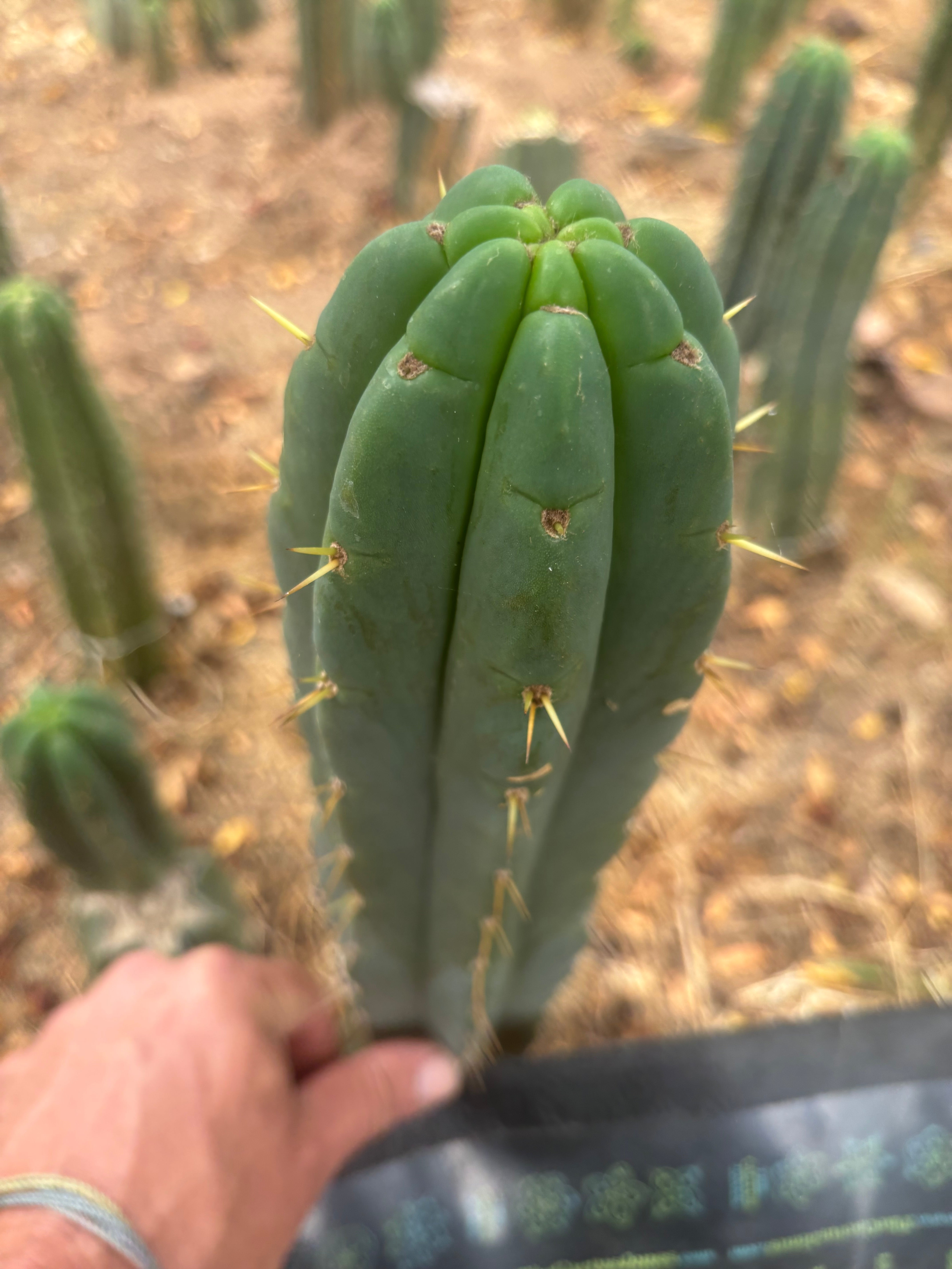 💎👑💎 Amazonas — 11” Tip