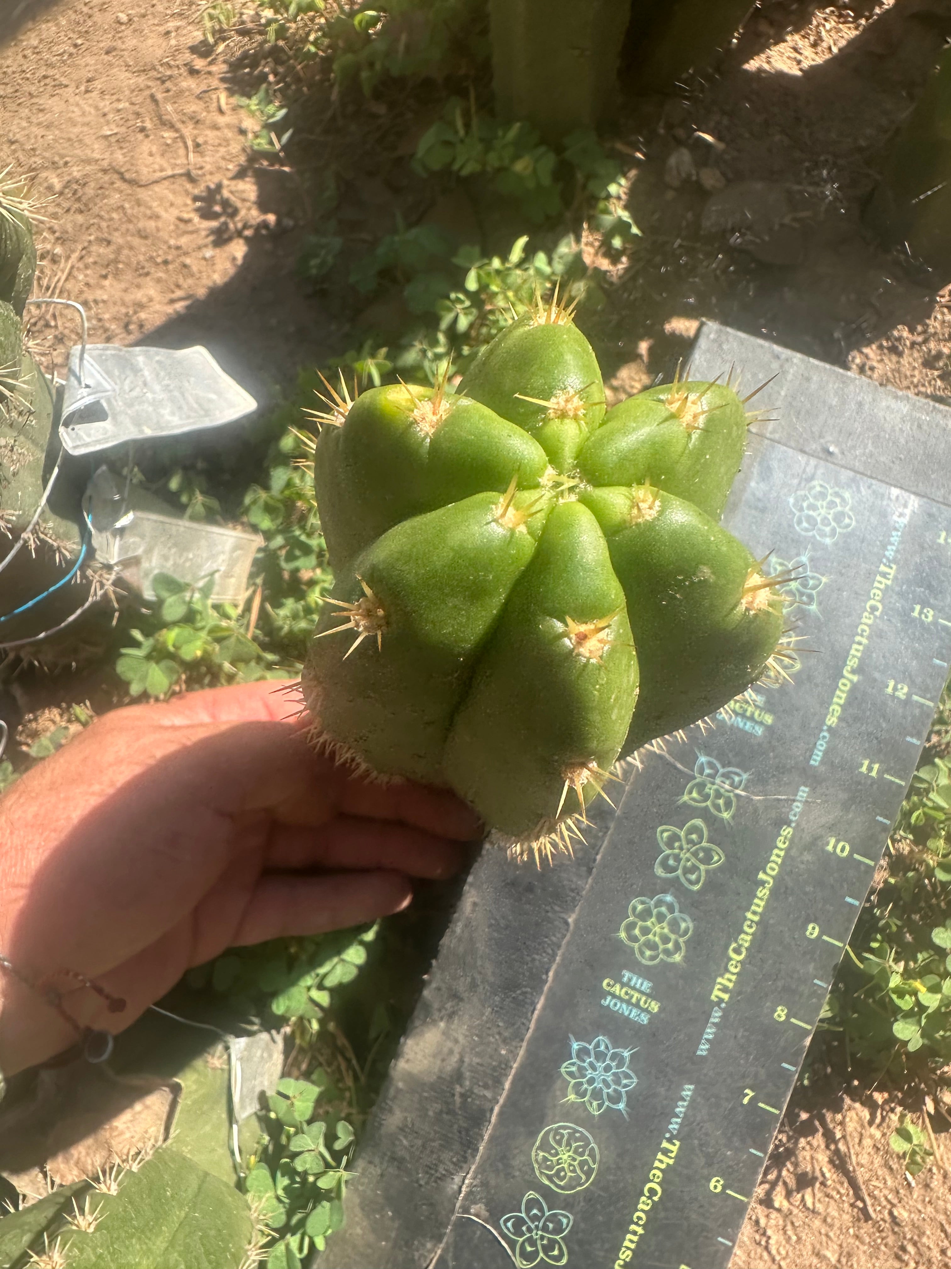 💎👑 CareBear — 8” Pup