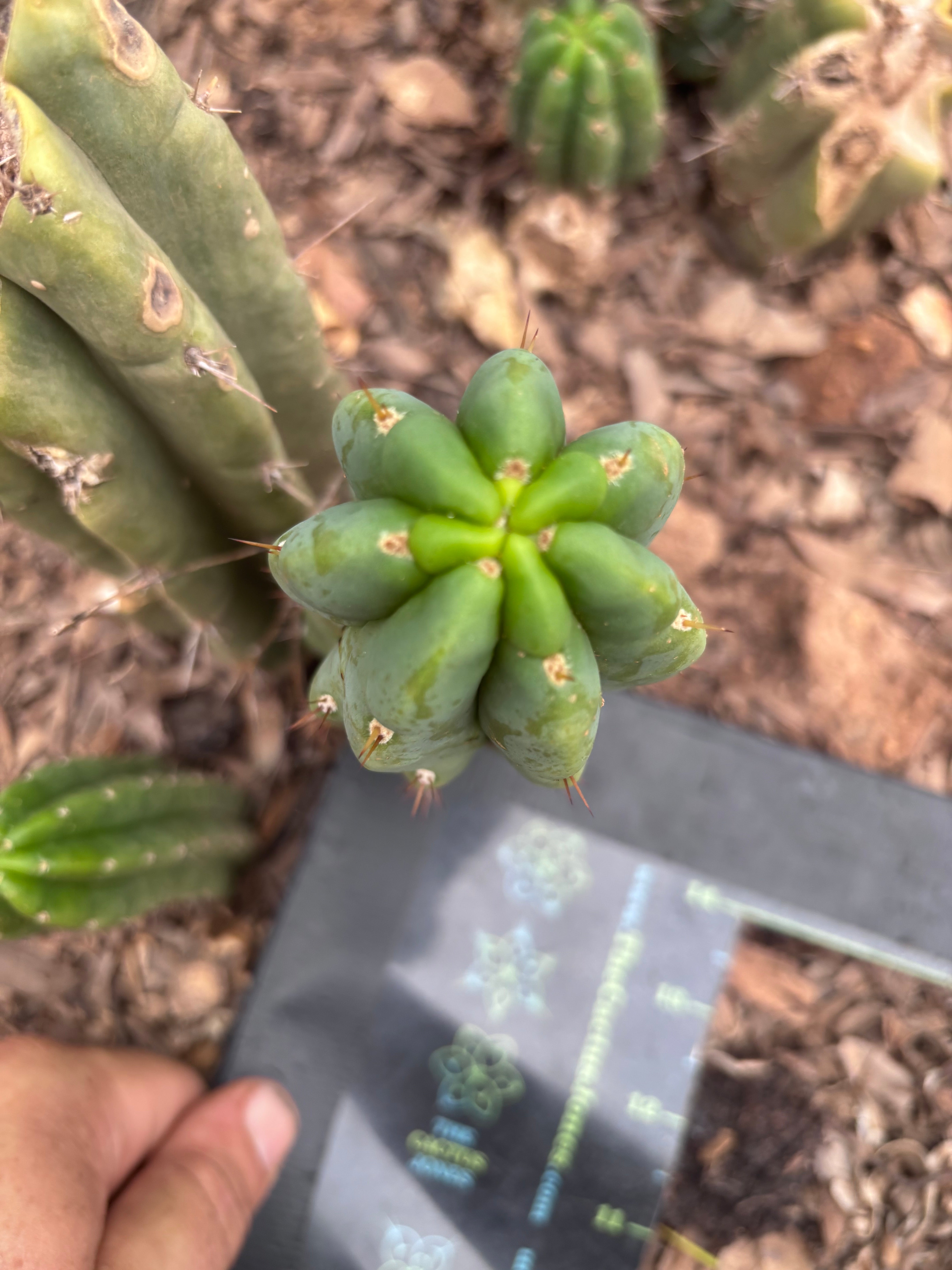 💎👑🌶️🌶️ Austy’s Bomb — 6” Pup