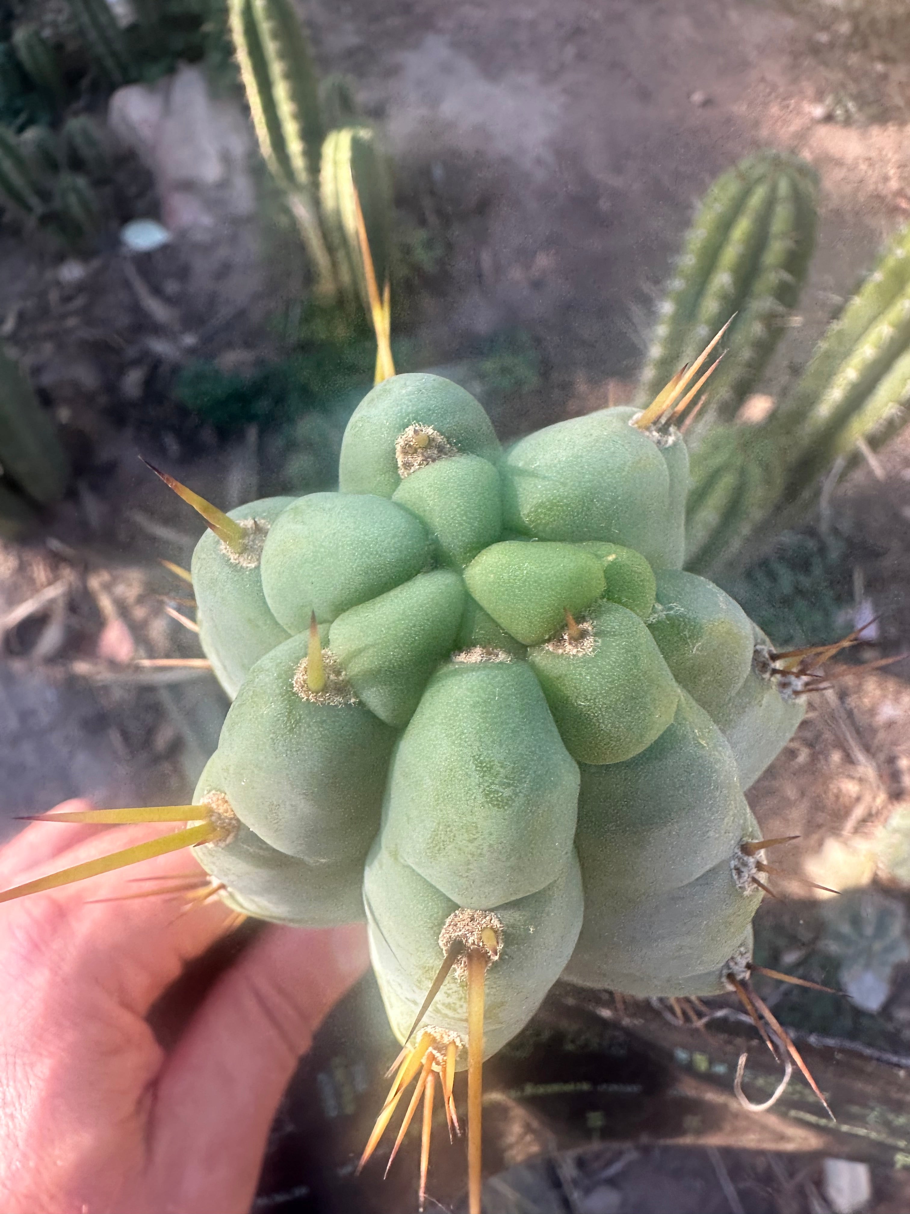 💎👑🌶️🌶️ Austy’s Bomb — 6” Tip