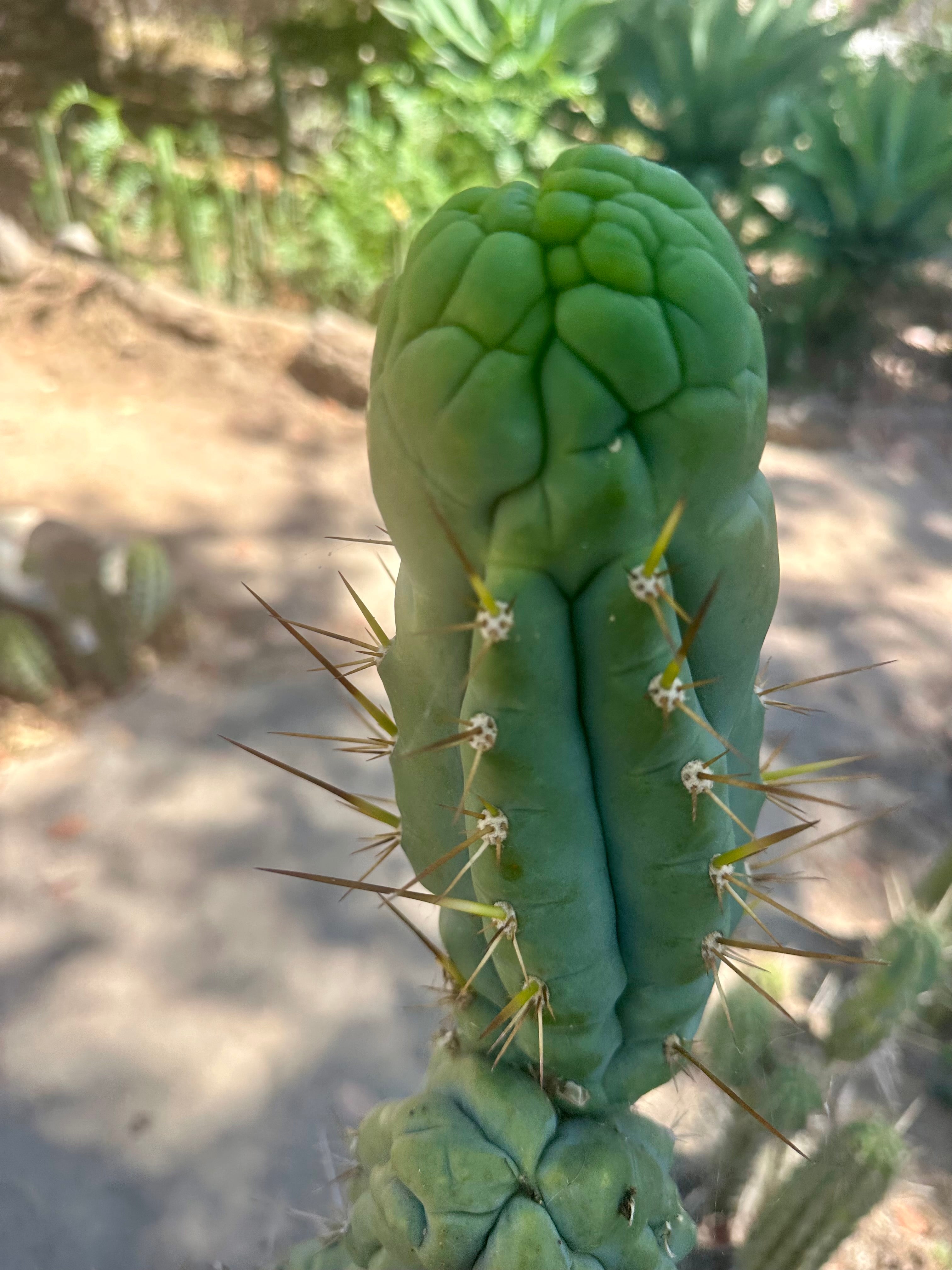 💎👑 Bruce’s Dragon — Chonky 8” Grenade