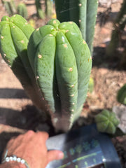 👑🌶️ Hugh — XL 14” Tip